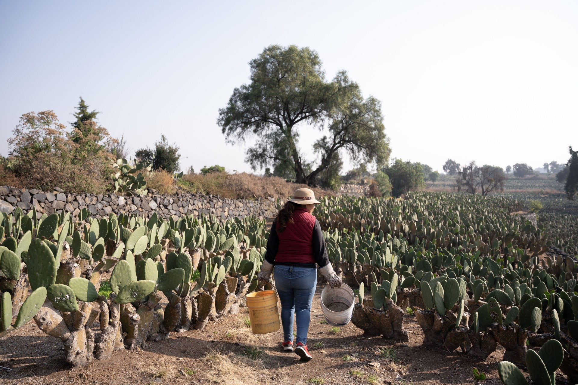 A woman farmer is carrying two buckets to be filled in the nopal harvesting